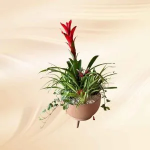 Planten op Aruba